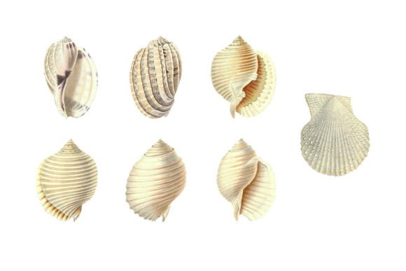 Download White Shells Vintage Clipart Pack - Clipart pack Collection